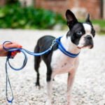 Околувратник за куче, црвен, REFLEX C20/56 FERPLAST - Image 3