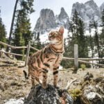 Градник за куче, плав XS, EASY FERPLAST - Image 3