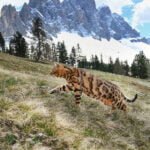 Градник за куче, плав XS, EASY FERPLAST - Image 4