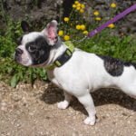 Околувратник за куче, црвен, REFLEX C20/56 FERPLAST - Image 5