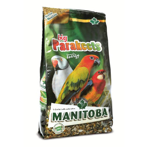 Manitoba Big Parakeets