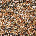 Parakeet Mix Scaled 1.jpg