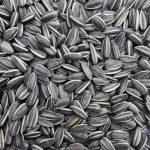 Striped Sunflower.jpg