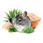 Chinchilla Fullhd.jpg