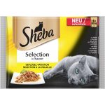 Sheba 01.jpg